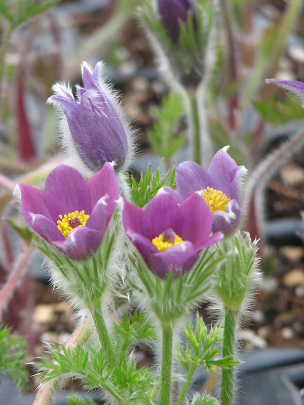 Pulsatilla vulgaris - Violet, 1 Pack - Image 2