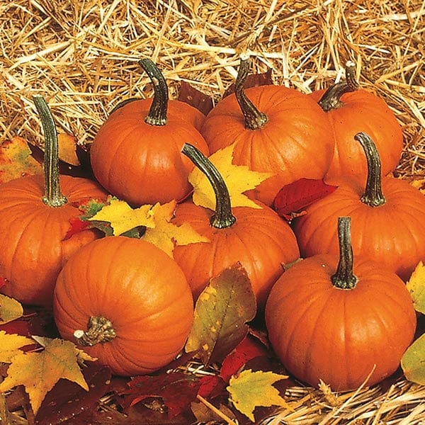 Pumpkin Baby Bear - Mr. Fothergill's Seeds