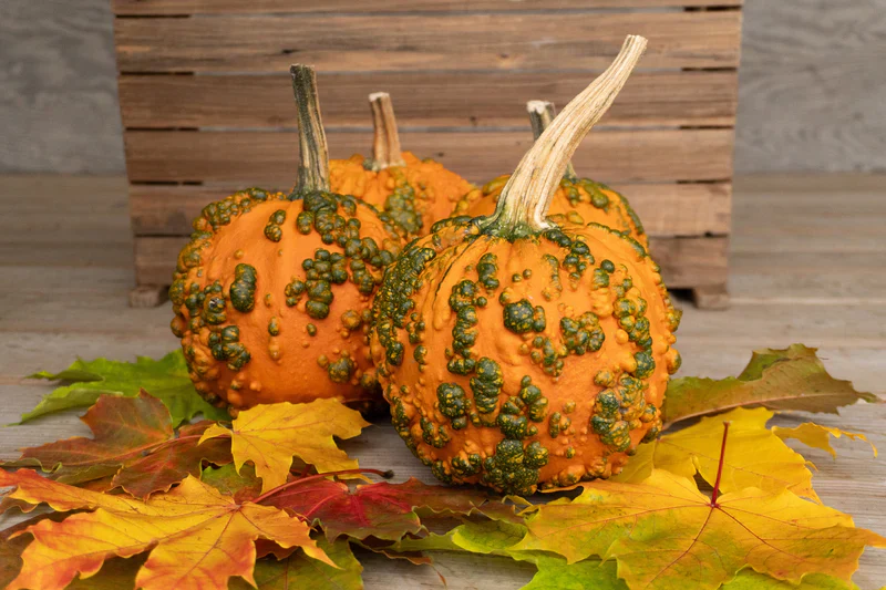 Pumpkin Baby Bumps - West Coast Seeds - Image 2