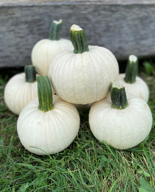 Pumpkin Icicle - West Coast Seeds - Image 2