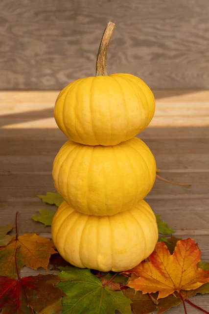 Pumpkin Lemon Cake  - West Coast Seeds - Image 2