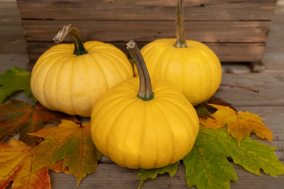 Pumpkin Lemon Cake  - West Coast Seeds - Image 3