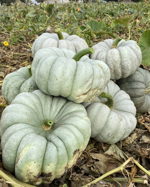 Pumpkin Mint Prince - West Coast Seeds - Image 2