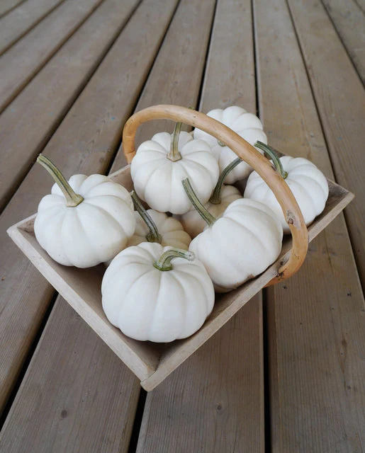 Pumpkin Casperita - West Coast Seeds - Image 2