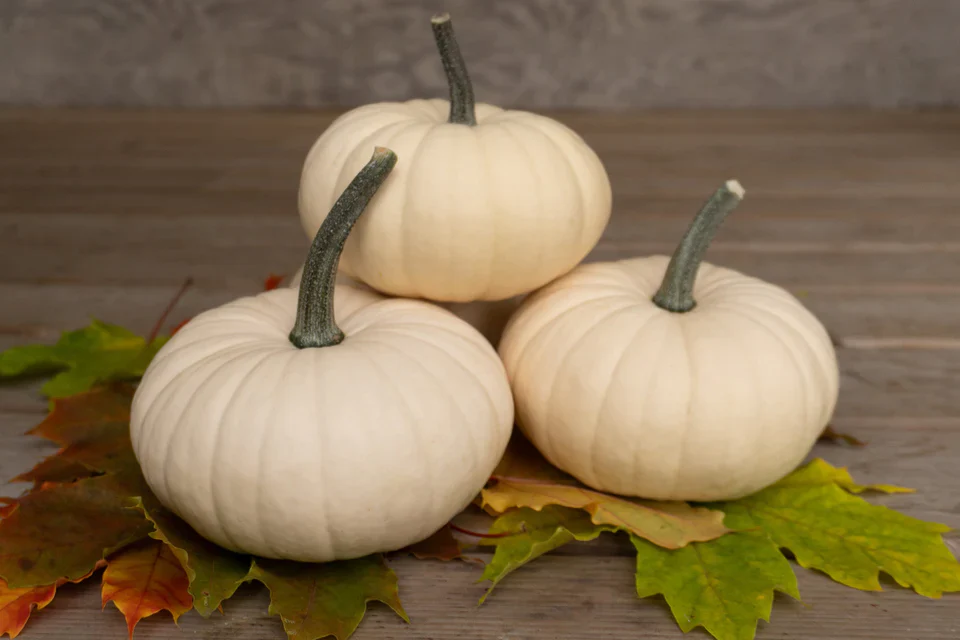 Pumpkin Moon Cake - West Coast Seeds - Image 3