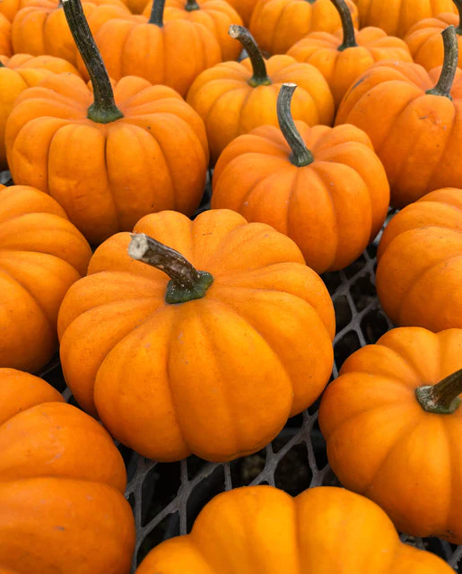 Pumpkin Orangita - West Coast Seeds - Image 2