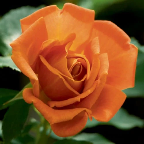 Pumpkin Patch - Weeks Rose - Image 2