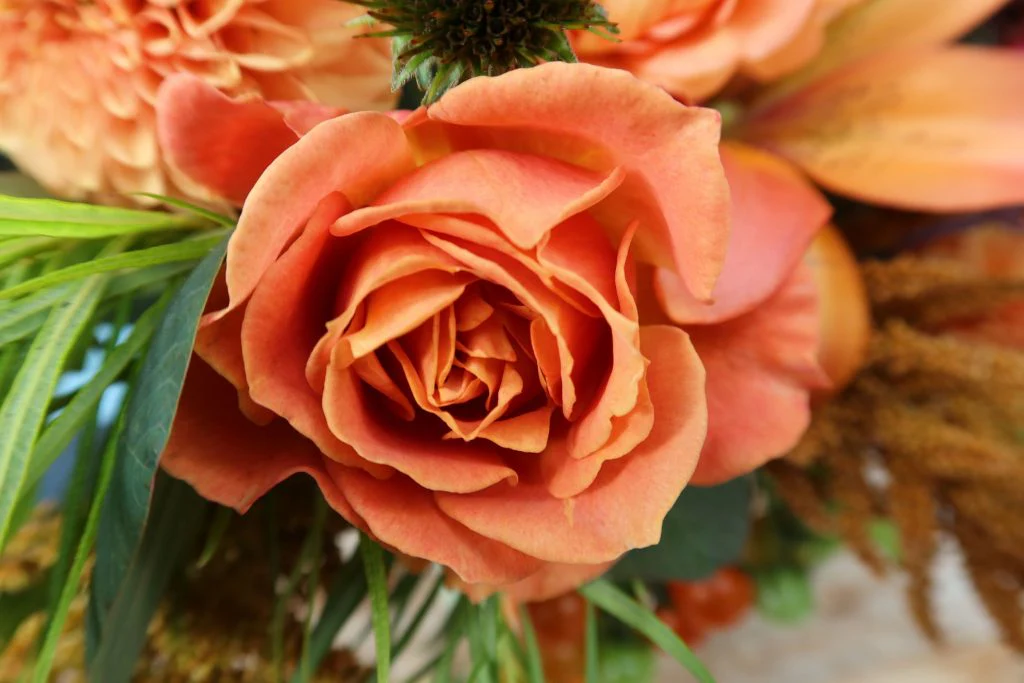 Pumpkin Patch - Weeks Rose - Image 3