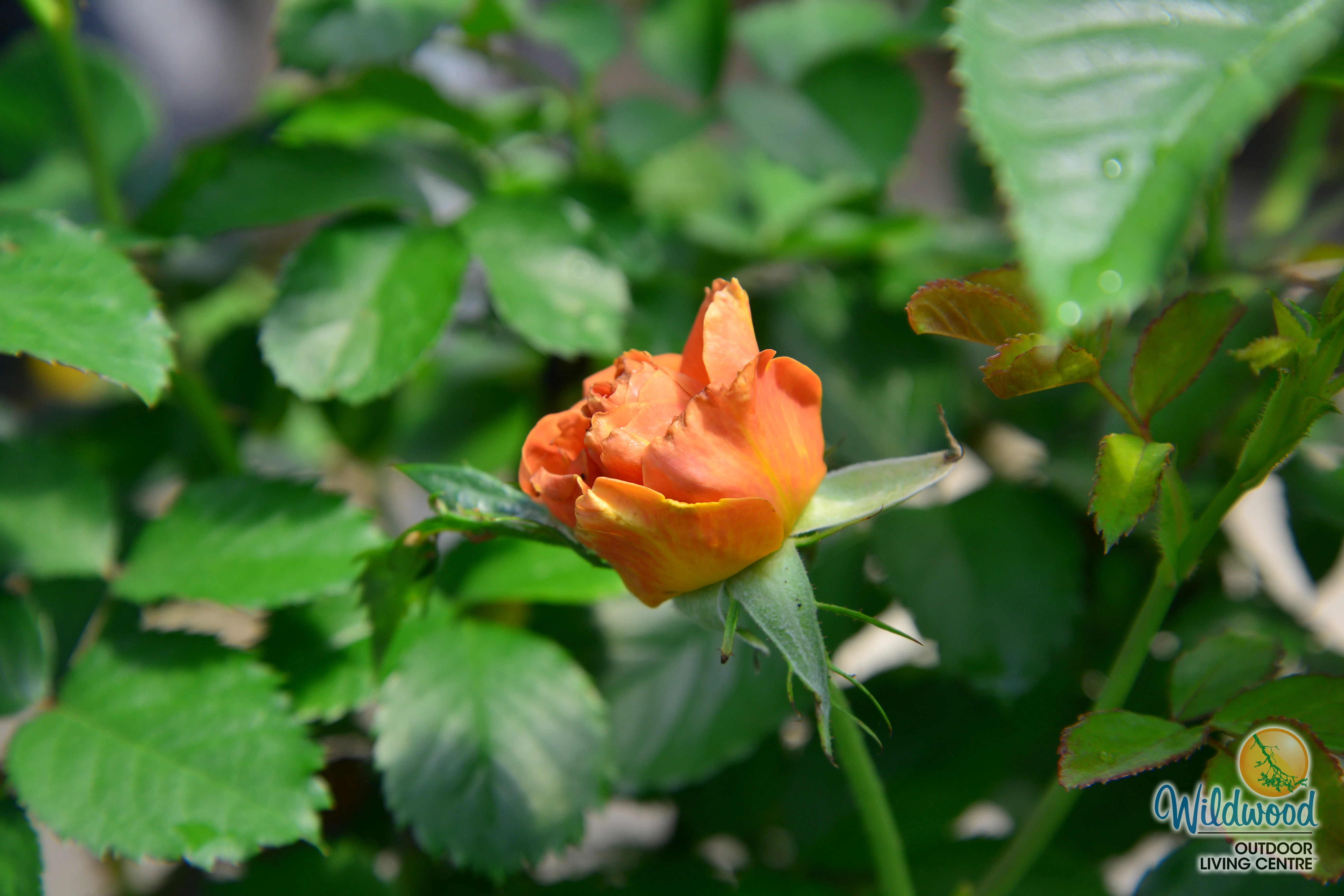 Pumpkin Patch - Weeks Rose - Image 4