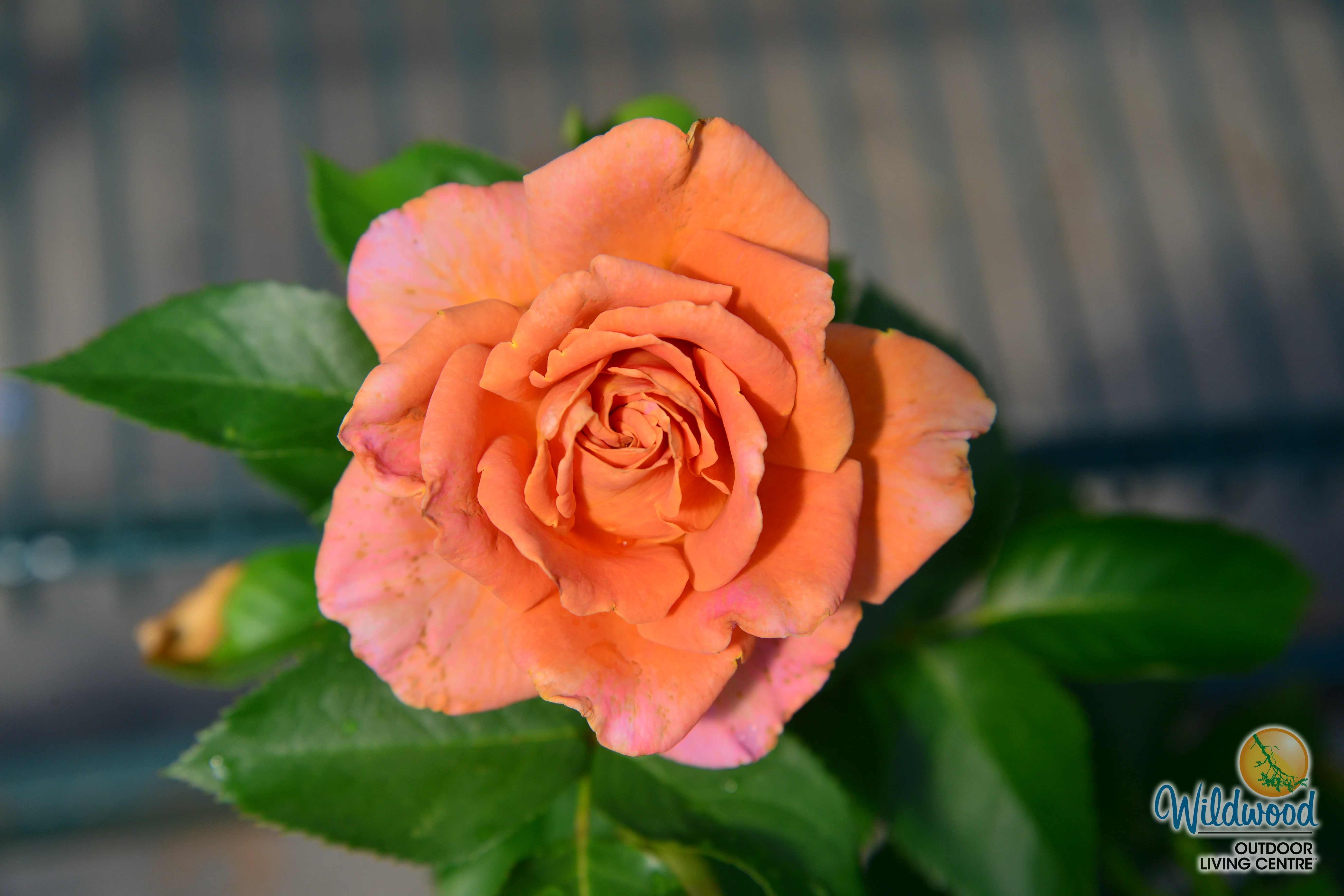 Pumpkin Patch - Weeks Rose - Image 5