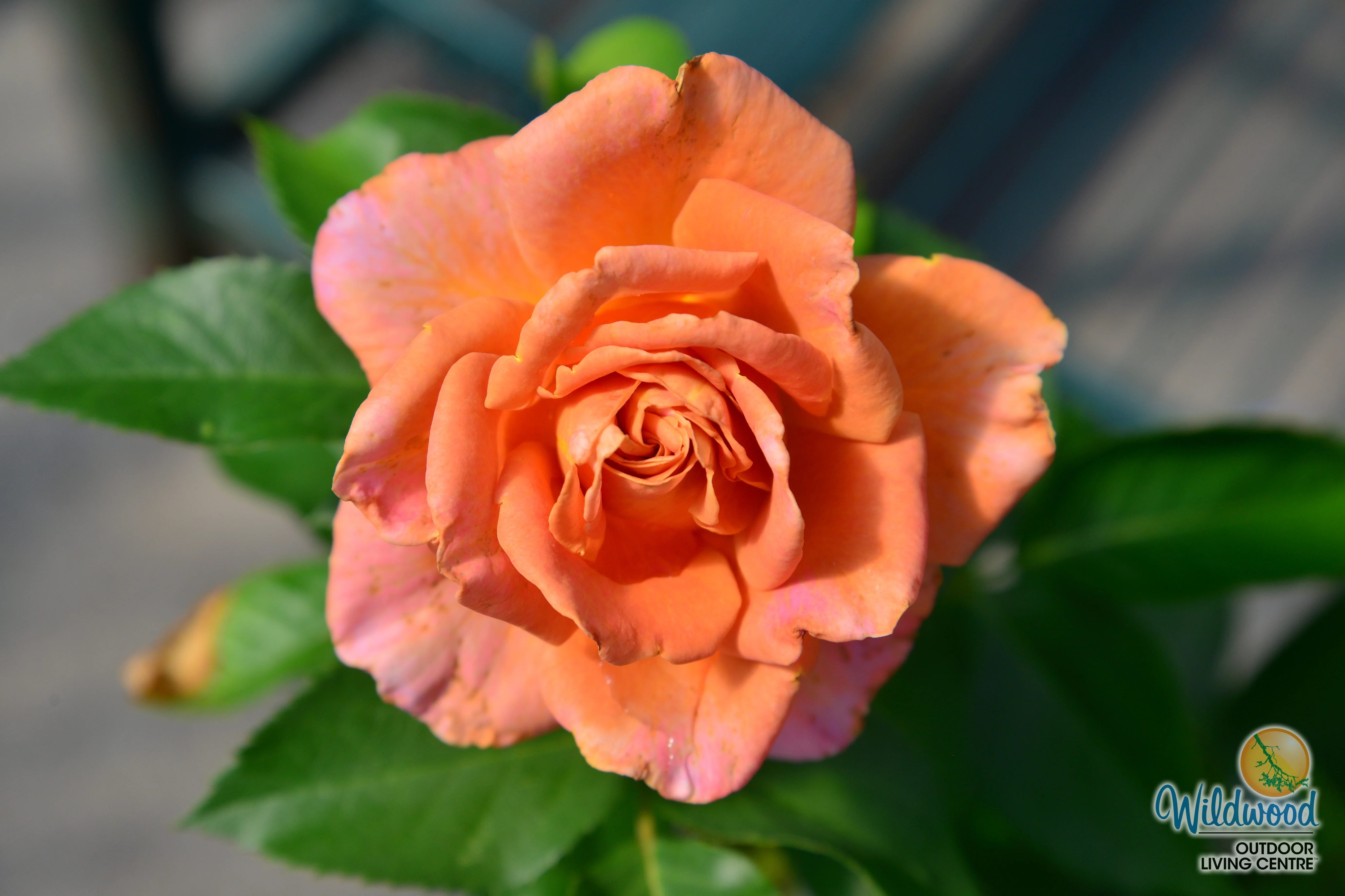 Pumpkin Patch - Weeks Rose - Image 6