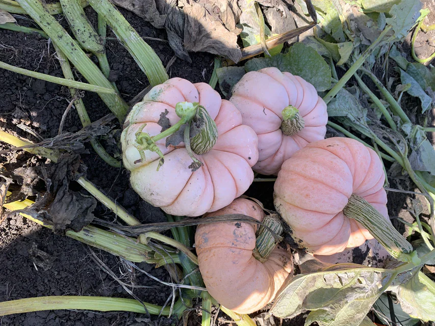 Pumpkin Porcelain Princess - West Coast Seeds - Image 3