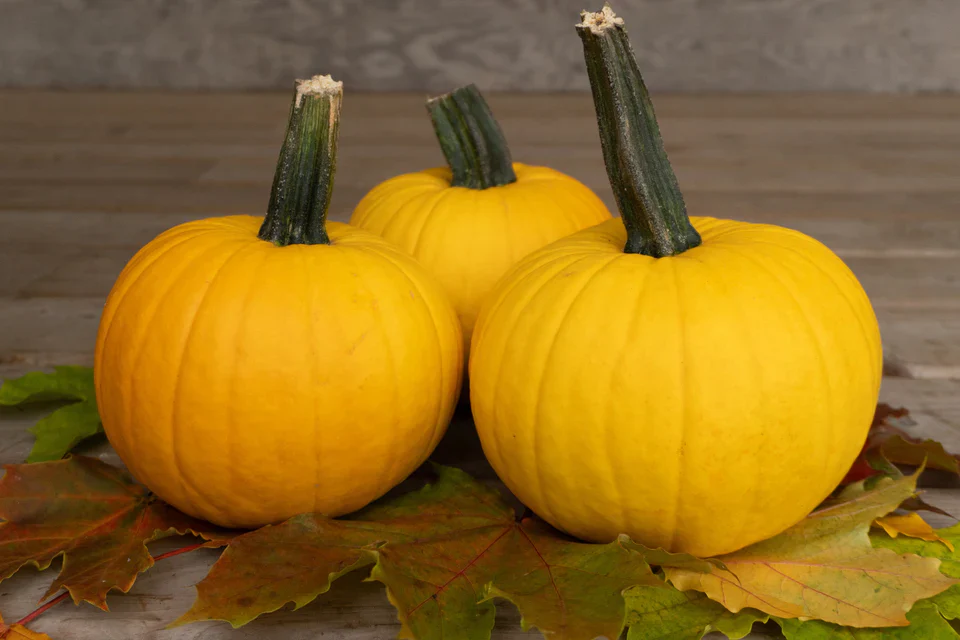 Pumpkins Sunlight - West Coast Seeds - Image 2