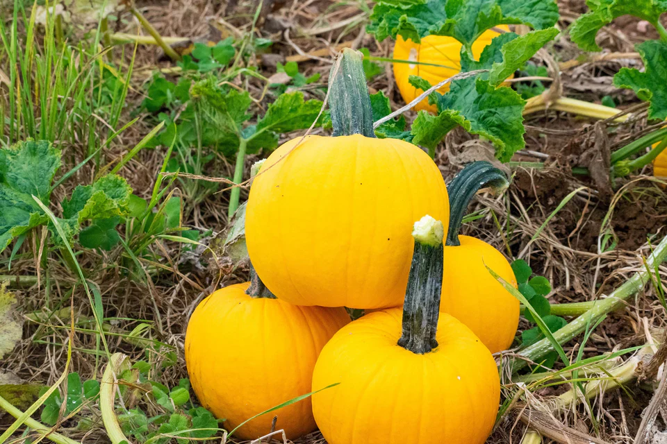 Pumpkins Sunlight - West Coast Seeds - Image 3