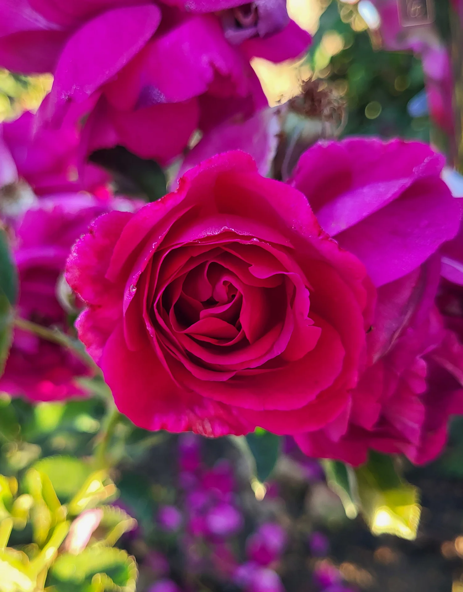 Purple Aura - Star Roses and Plants - Image 2