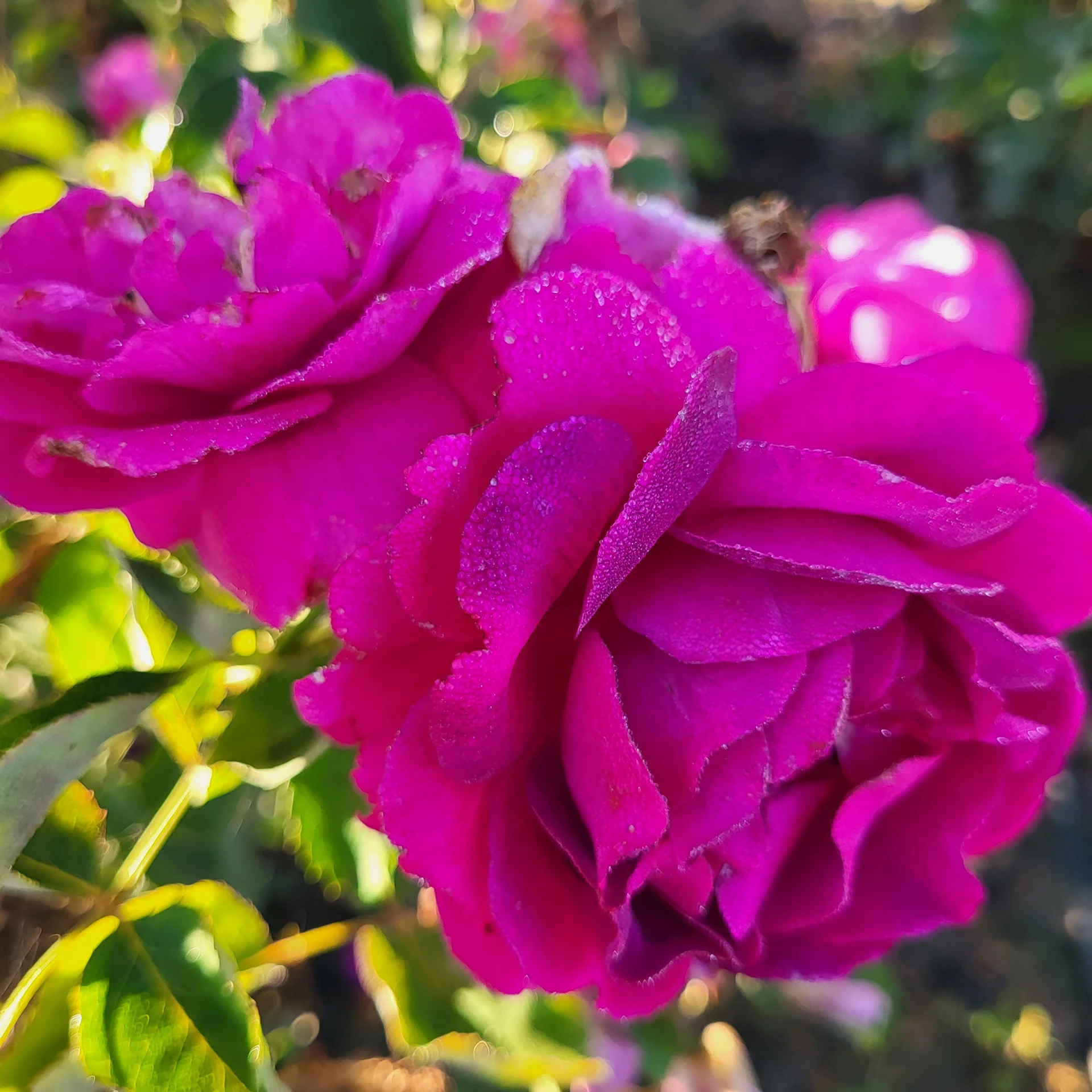 Purple Aura - Star Roses and Plants - Image 3