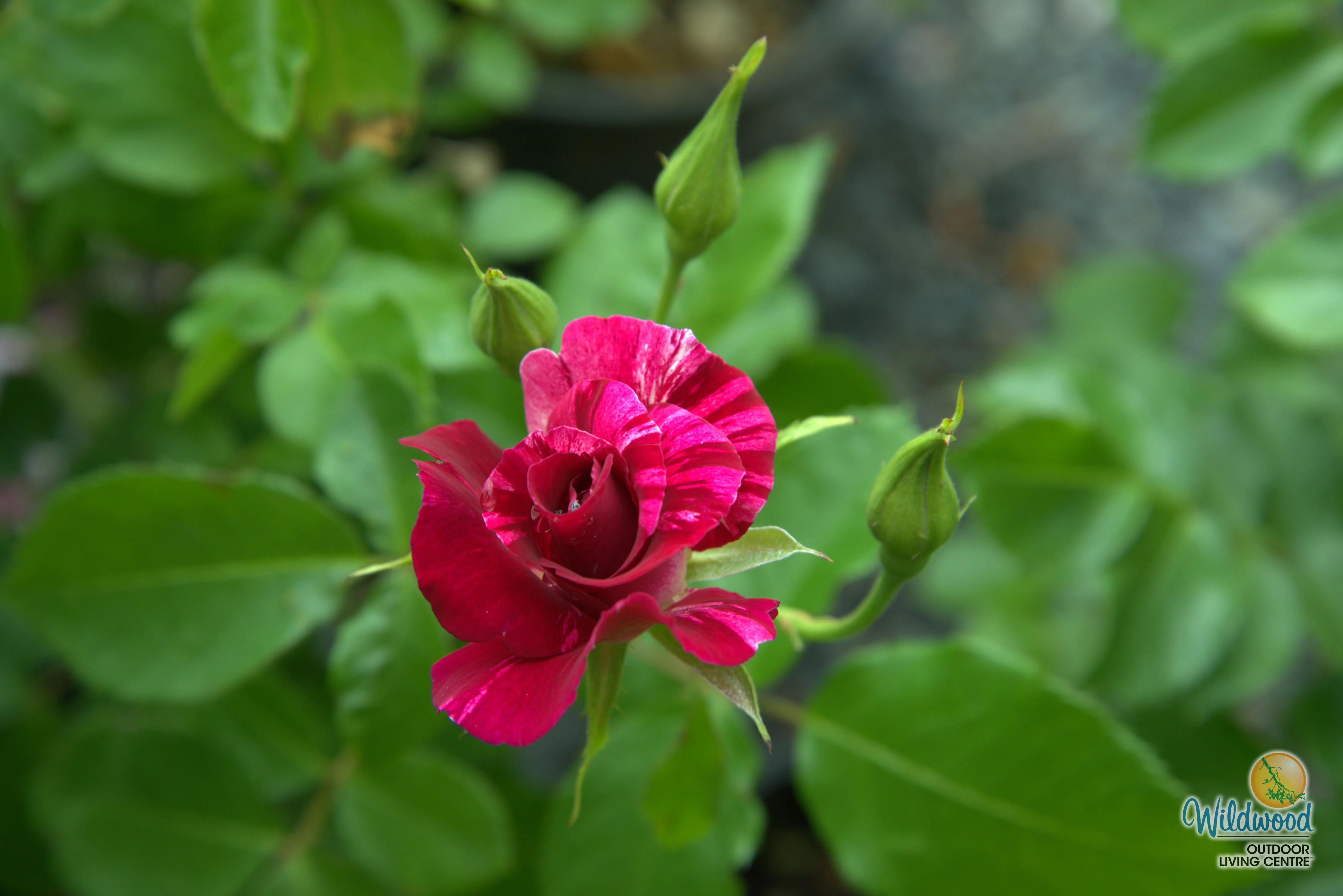 Purple Splash - Weeks Rose - Image 4