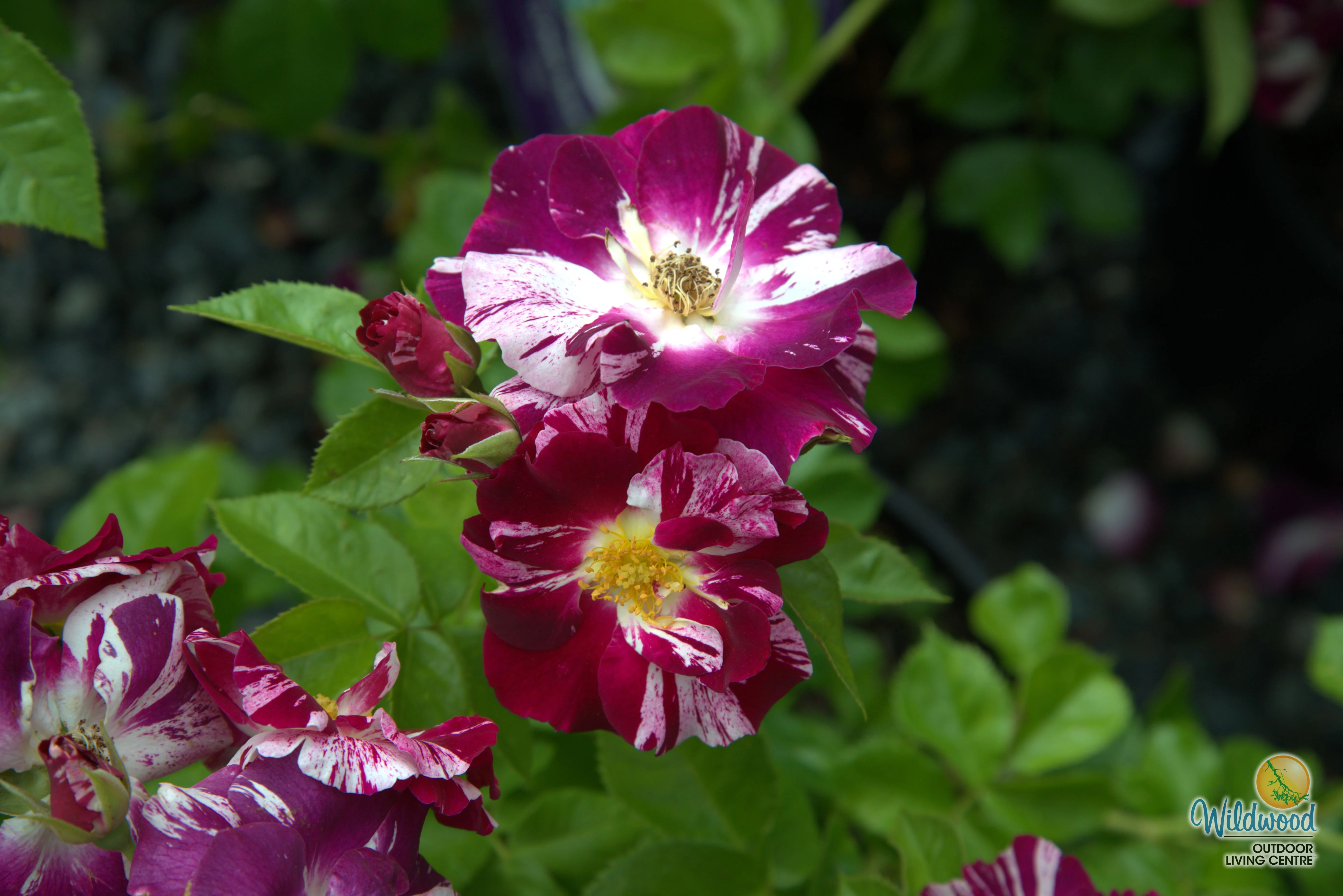 Purple Splash - Weeks Rose - Image 9