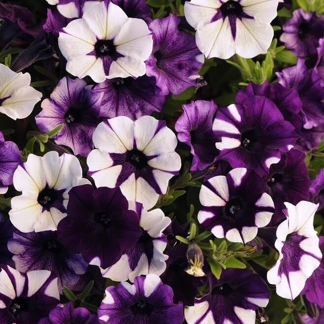 Shock Wave Petunia Purple Tye Dye - Ontario Seed Company