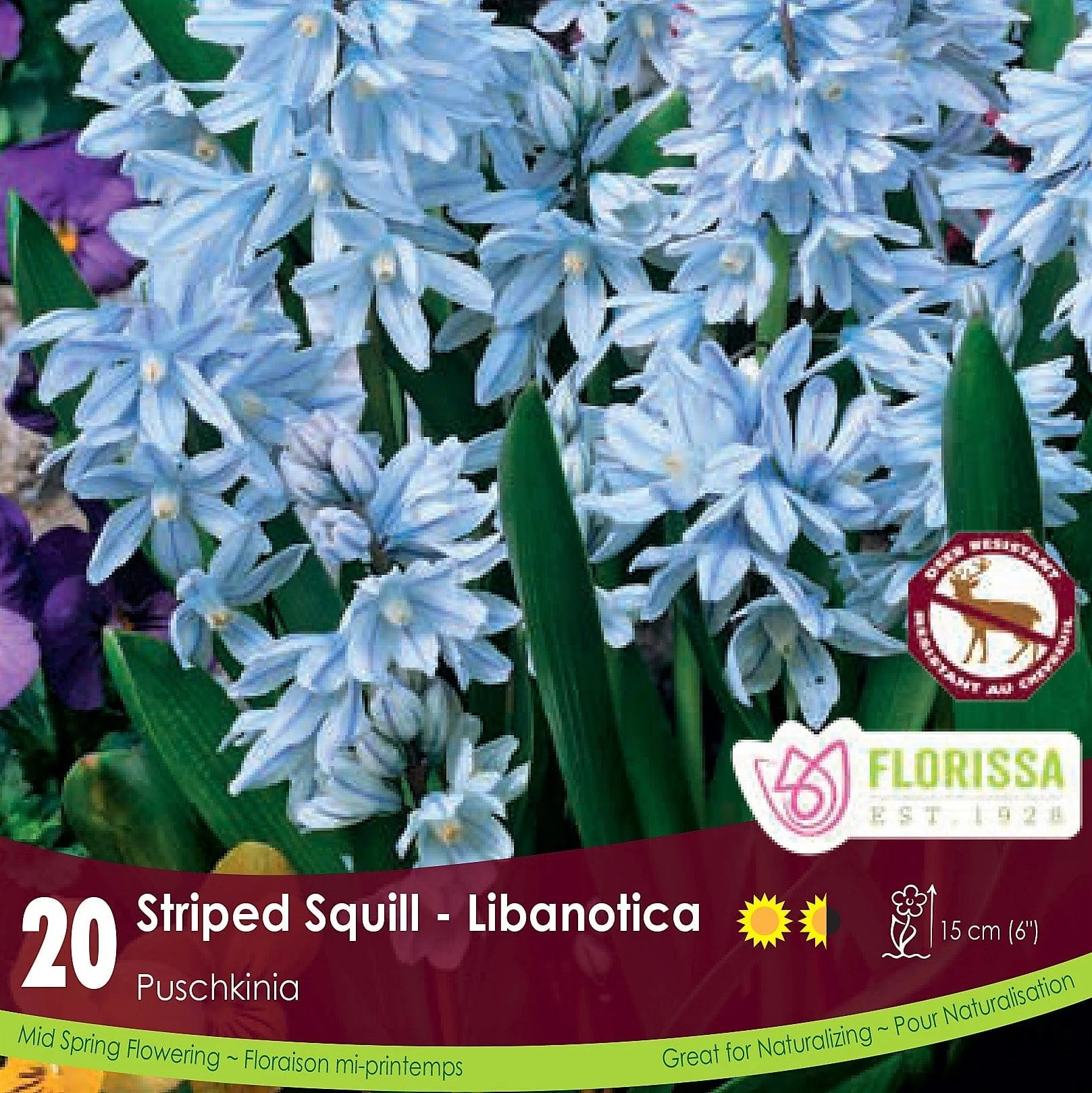 Puschkinia - Striped Squill - Libanotica, 20 Pack
