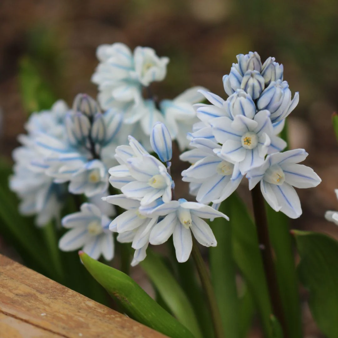 Puschkinia - Striped Squill - Libanotica, 20 Pack - Image 2