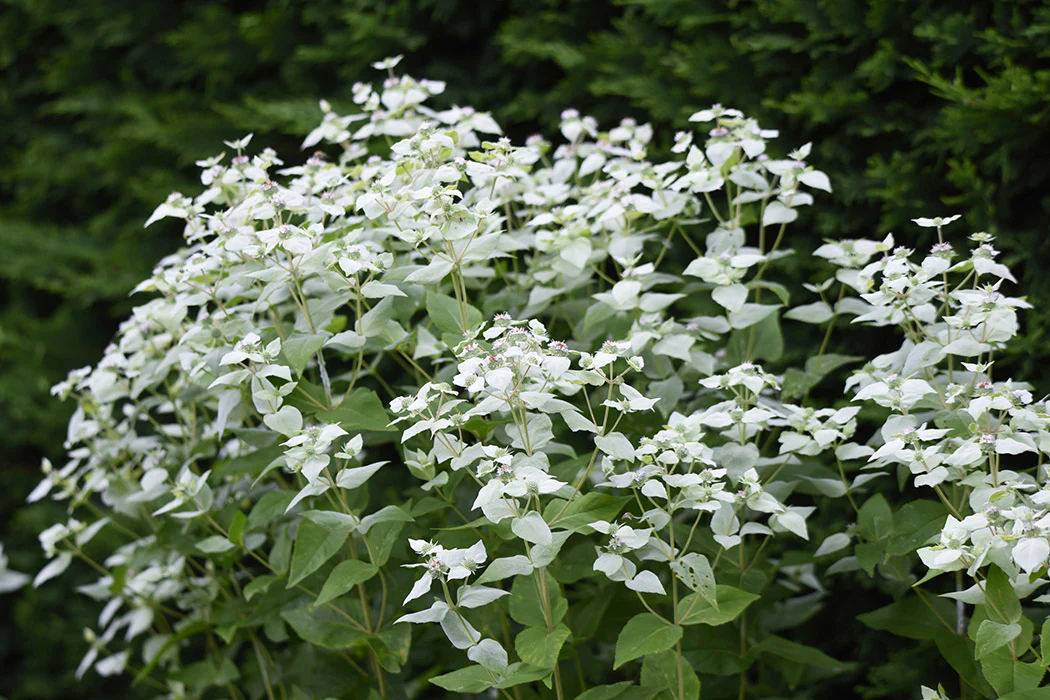 Pycnanthemum muticum, 1 Pack - Image 2
