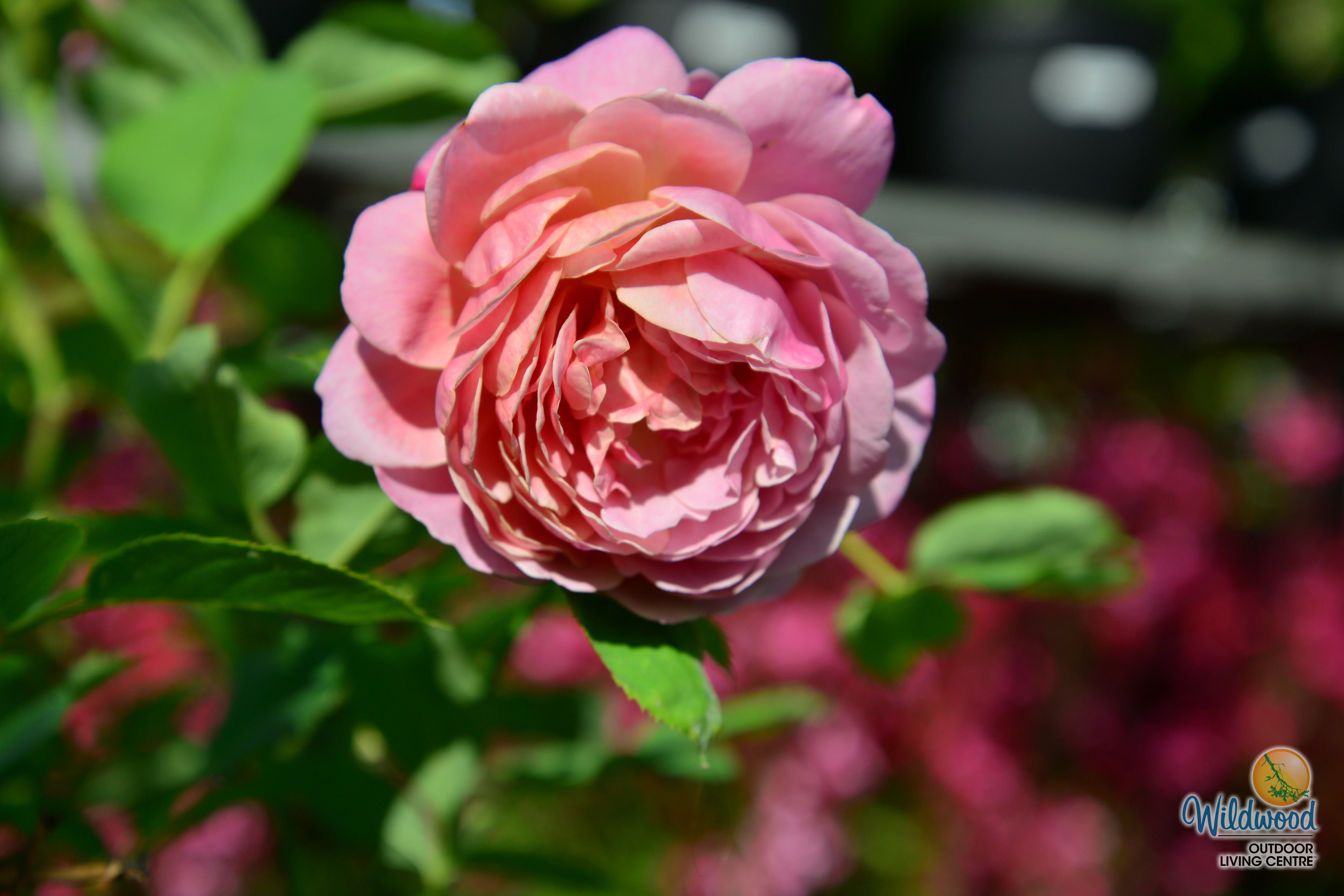 Queen of Elegance - Weeks Rose - Image 3
