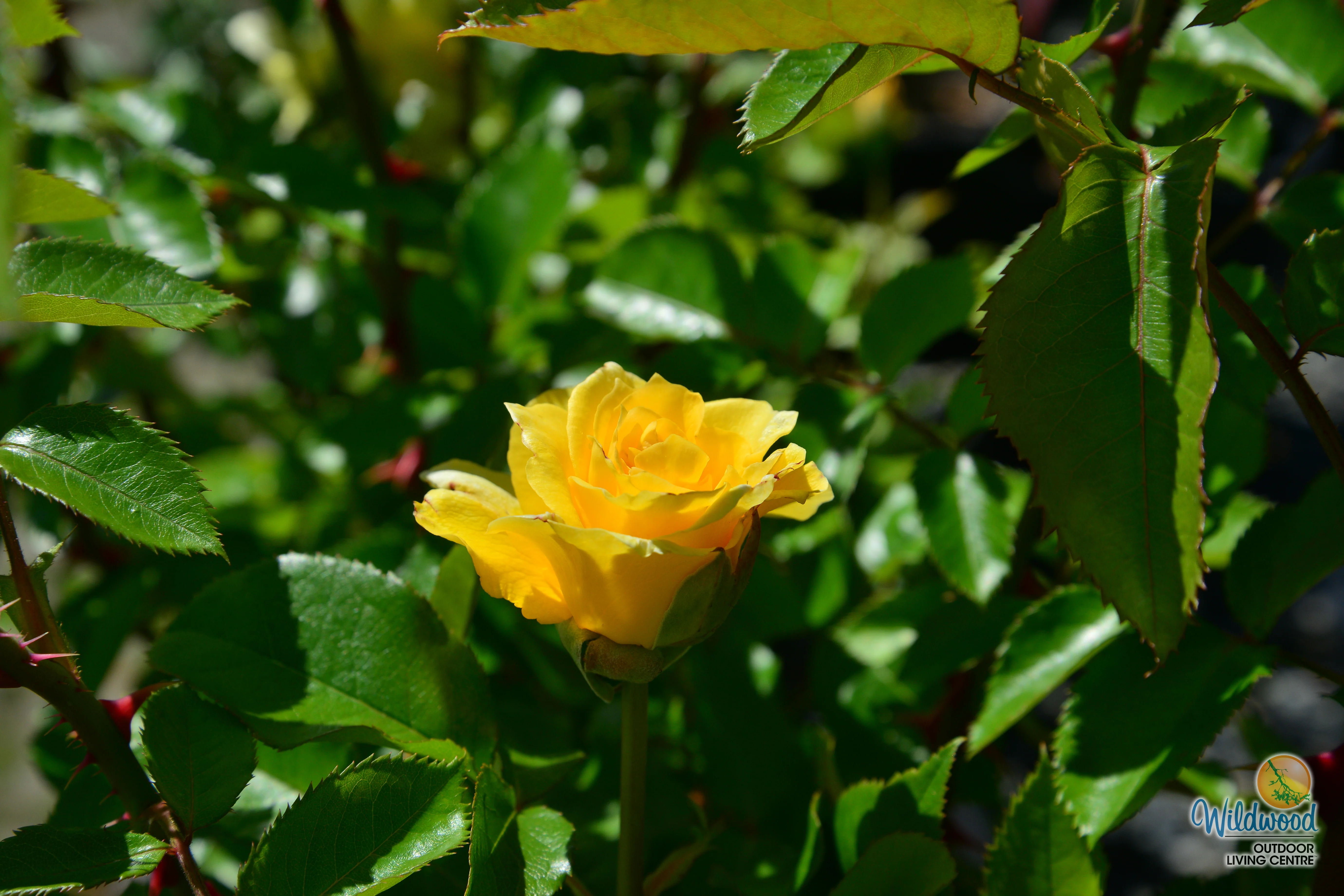 Quest for Zest - Weeks Rose - Image 2