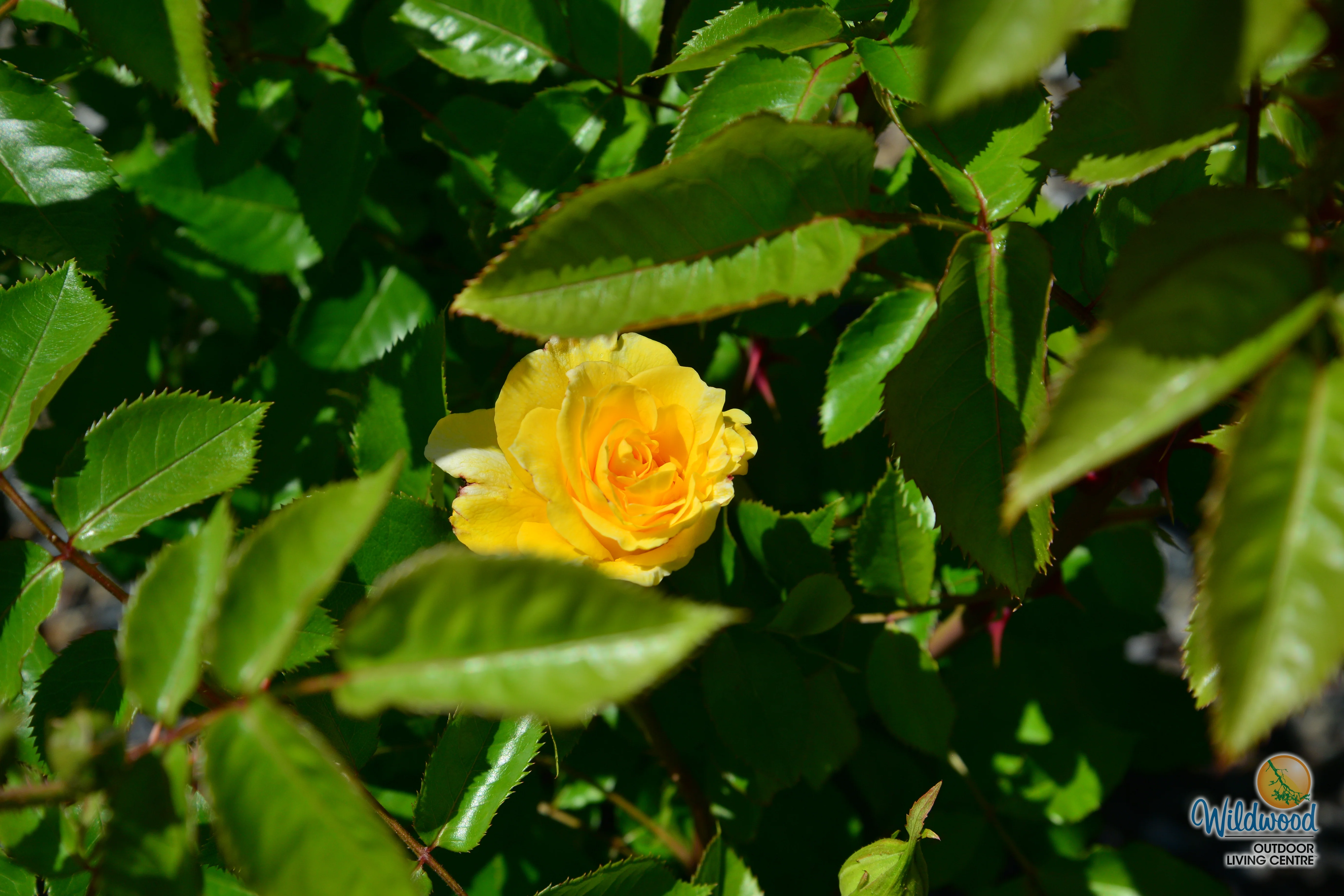Quest for Zest - Weeks Rose - Image 3