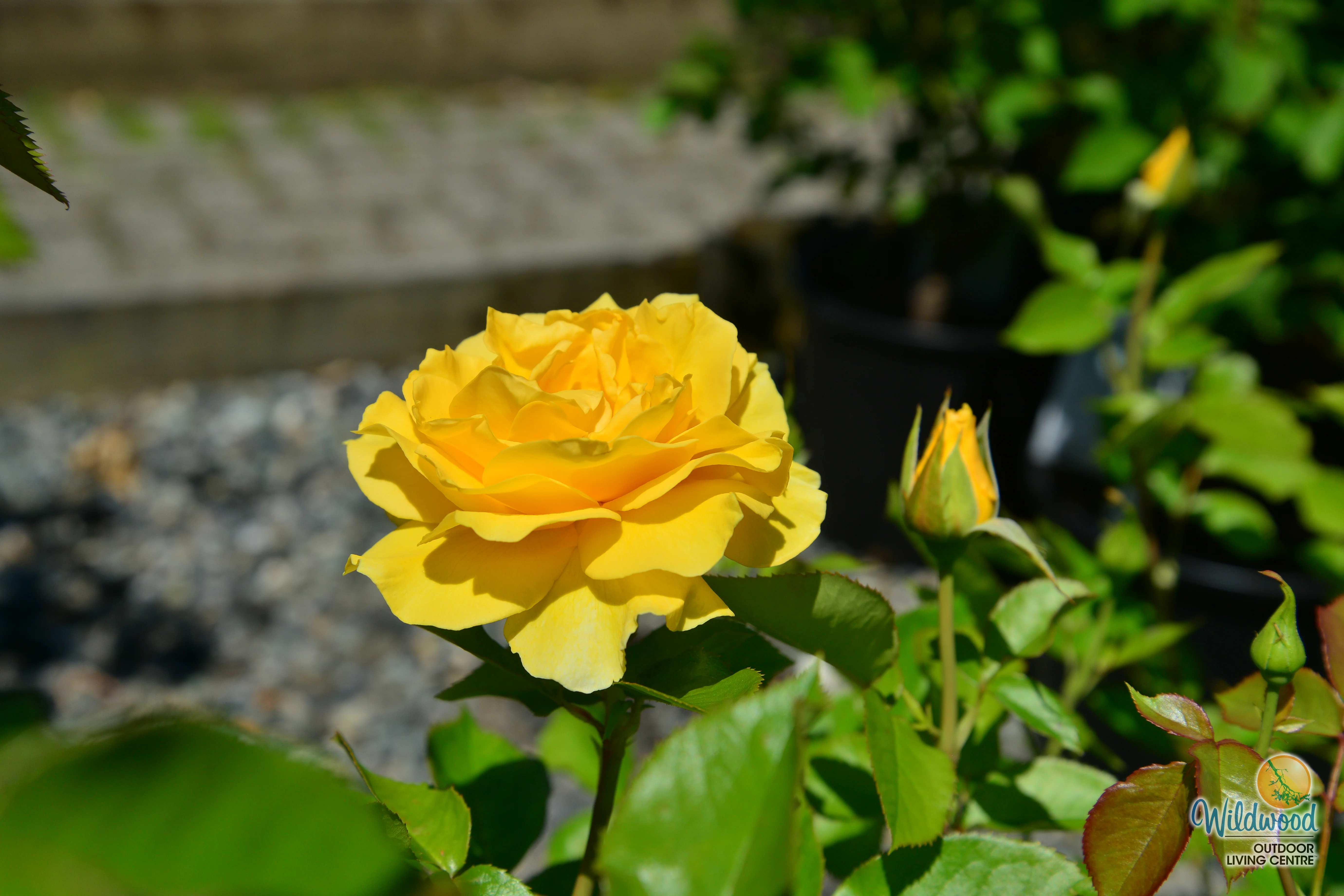 Quest for Zest - Weeks Rose - Image 4