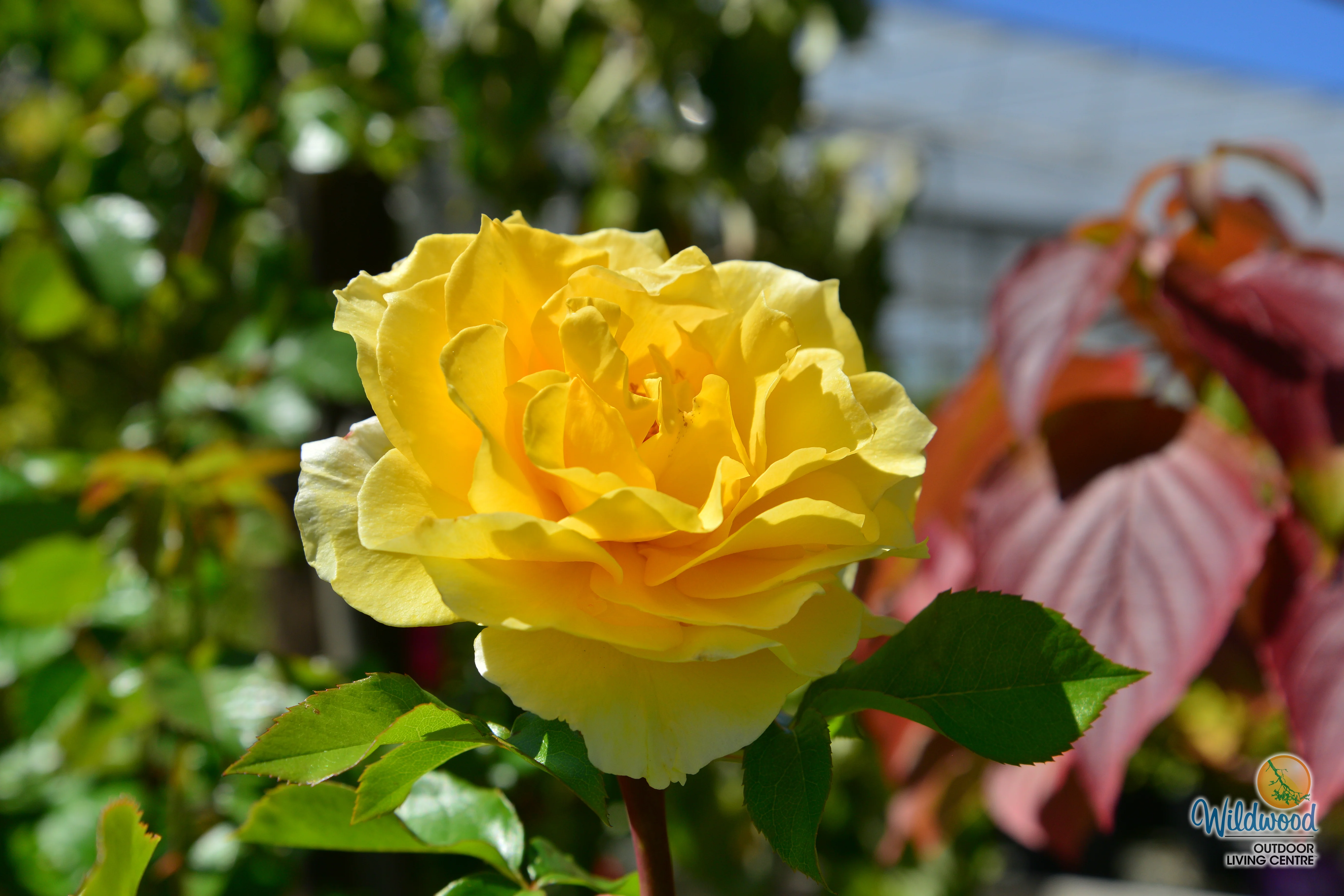 Quest for Zest - Weeks Rose - Image 5