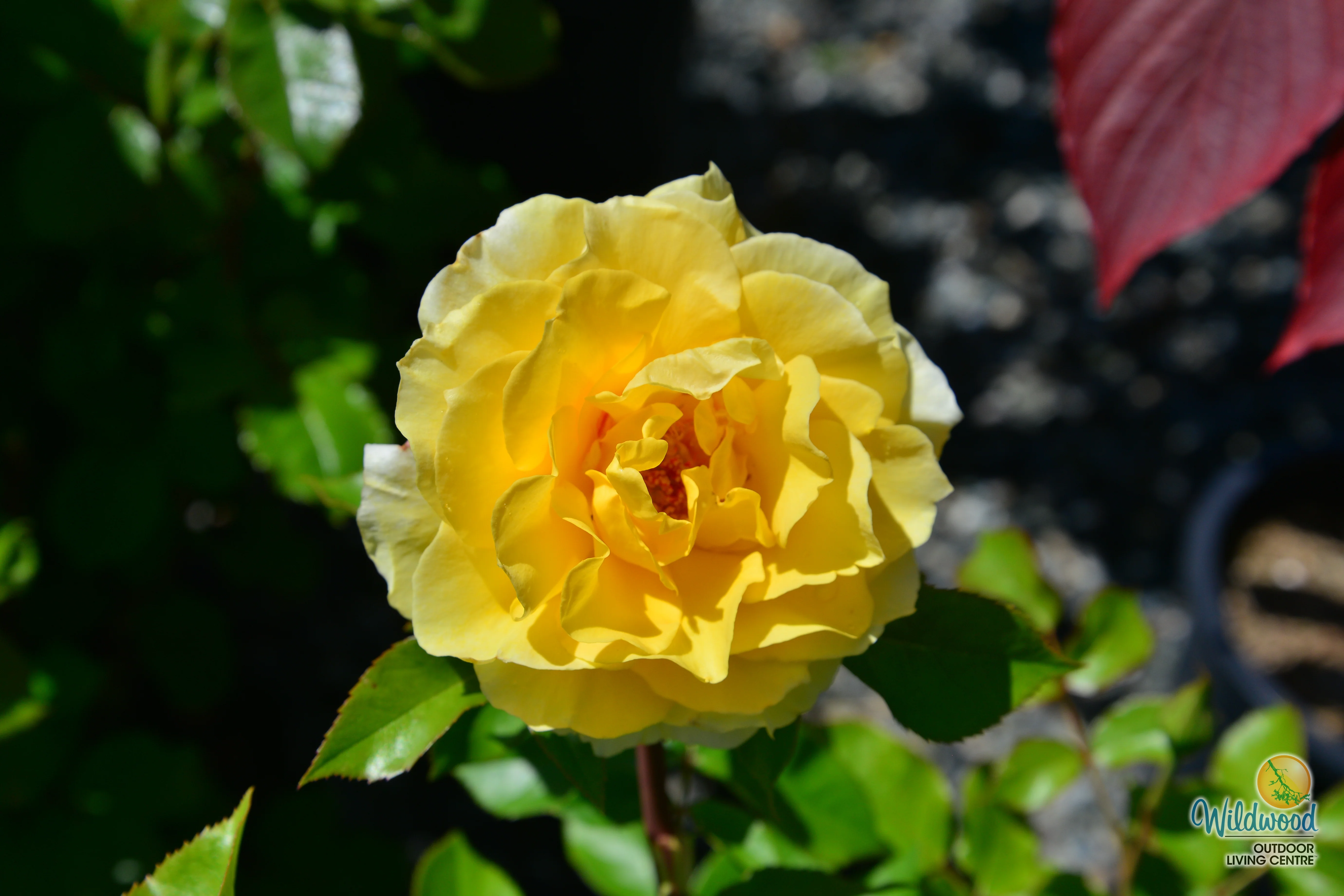Quest for Zest - Weeks Rose - Image 6