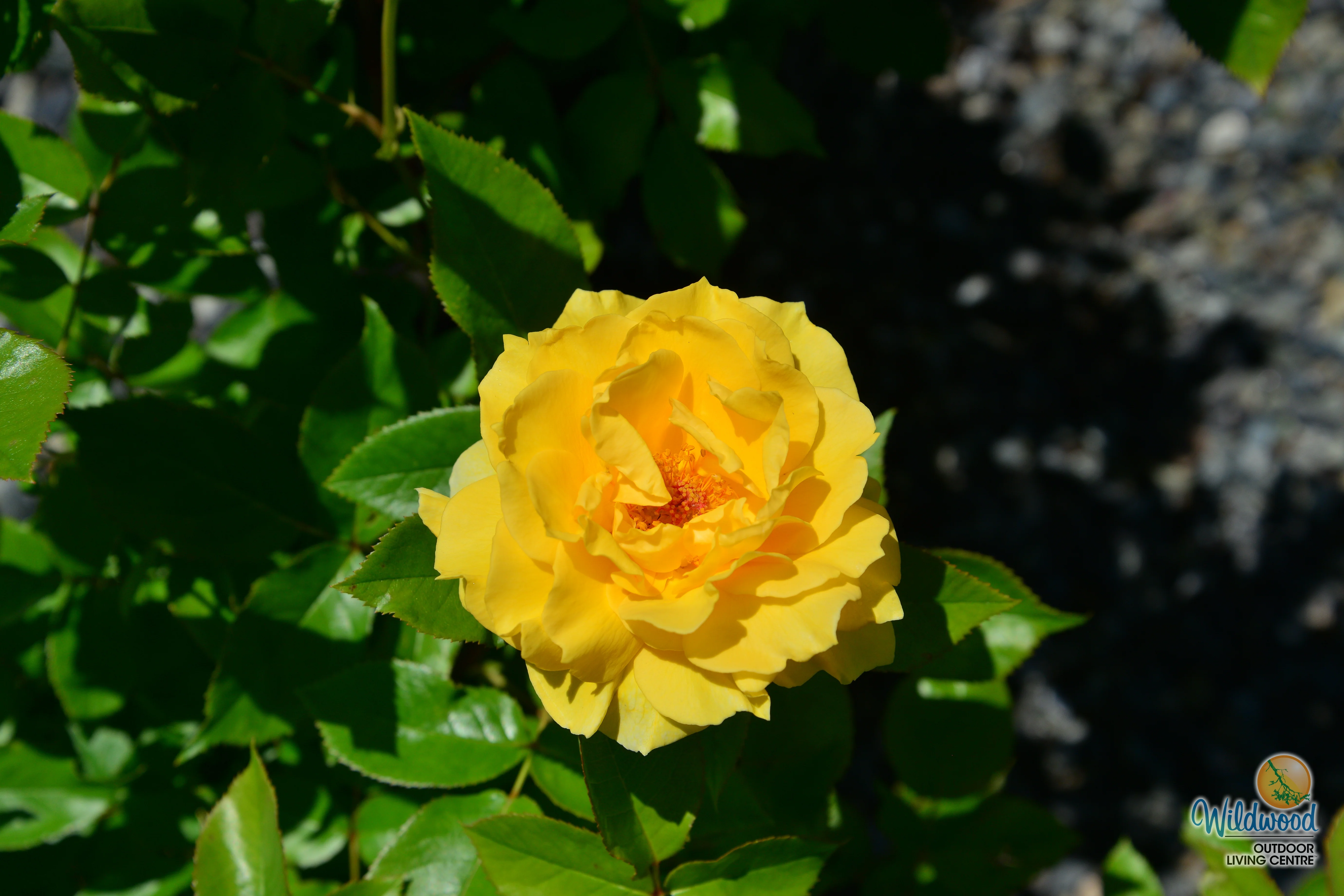 Quest for Zest - Weeks Rose - Image 7