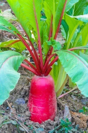 Radish China Rose - Ontario Seed Company