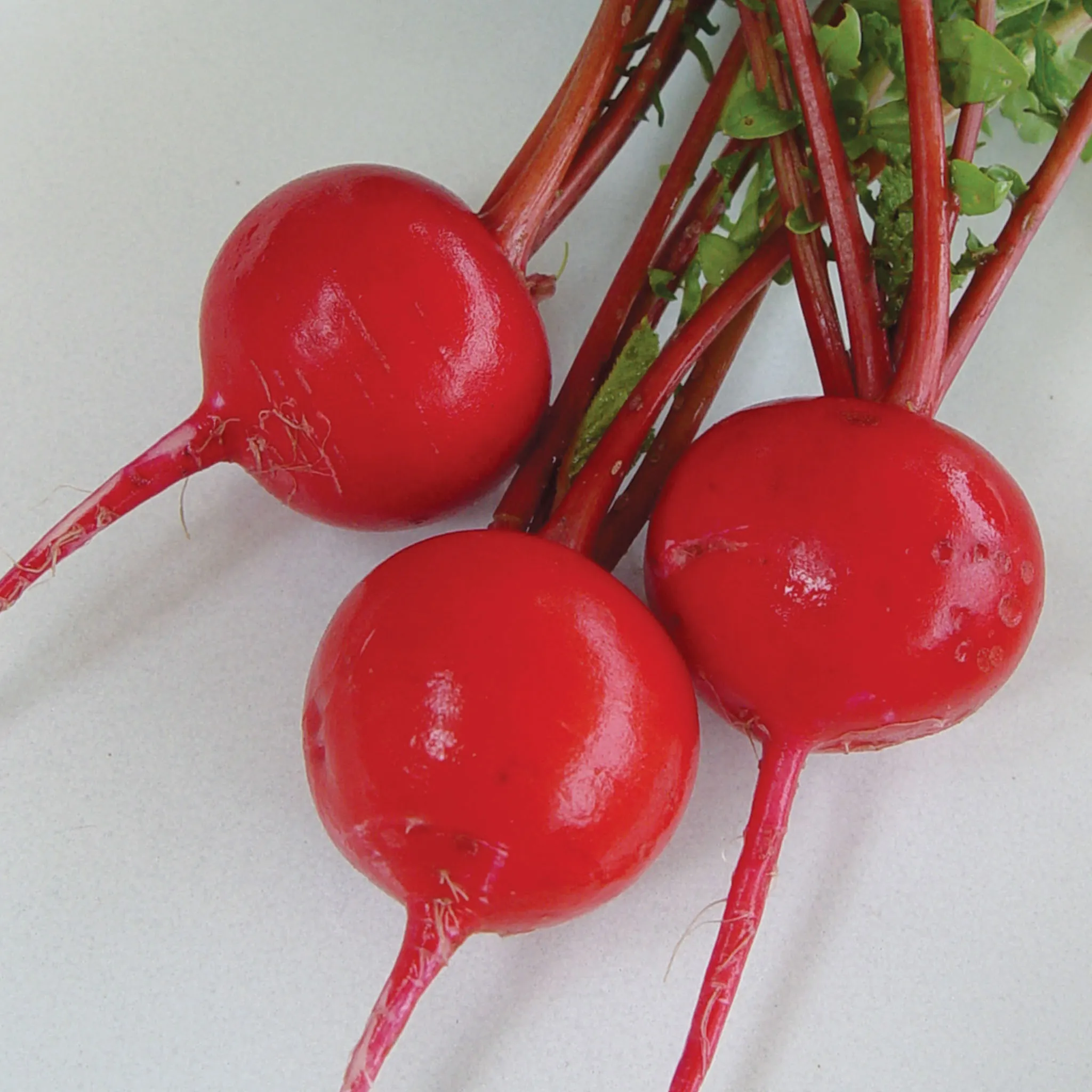 Radish Crimson Giant - Pacific Northwest Seeds