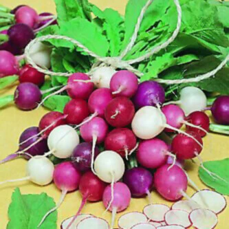 Radish Easter Egg II - Ontario Seed Company