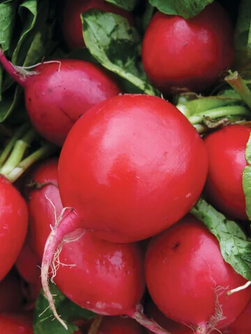 Radish German Giant International - Aimers Seeds - Image 2