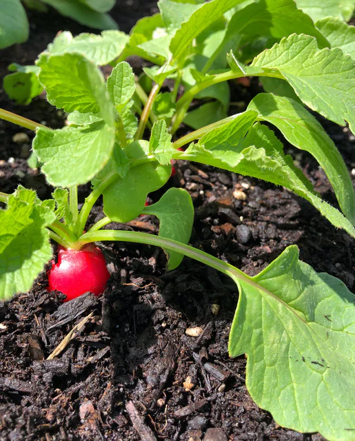 Organic Radish Raxe - West Coast Seeds - Image 2