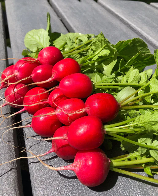 Organic Radish Raxe - West Coast Seeds - Image 3