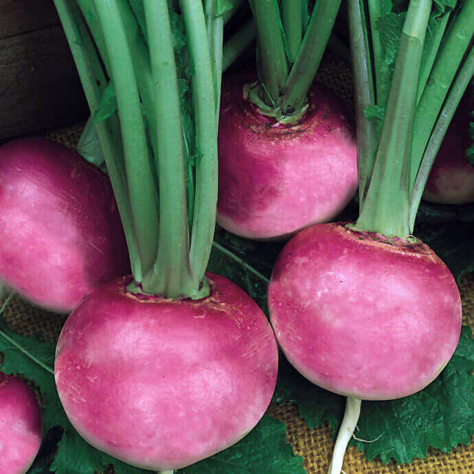 Radish Purple Plum - Ontario Seed Company