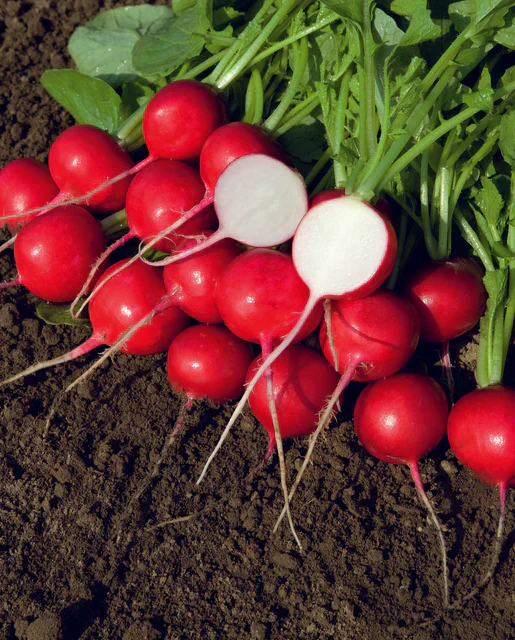 Radish Rover - West Coast Seeds - Image 2