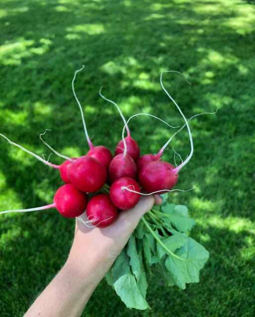 Radish Rover - West Coast Seeds - Image 3