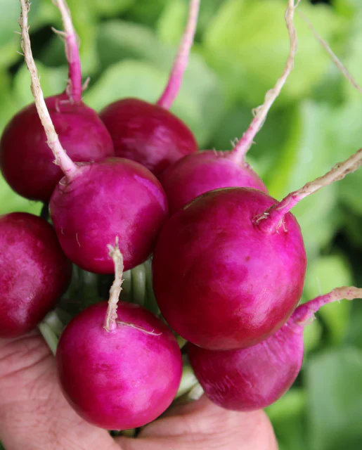 Radish Purpura - West Coast Seeds - Image 2