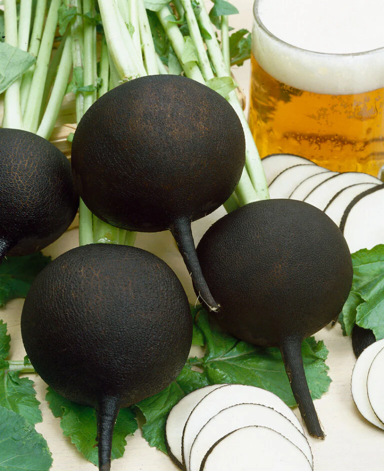 Radish Round Black Spanish - Ontario Seed Company