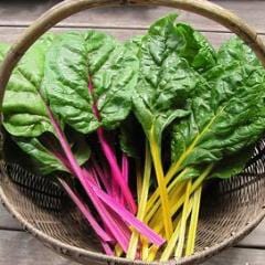 Chard Neon Glow - Renee's Garden - Image 2