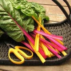 Chard Neon Glow - Renee's Garden - Image 3