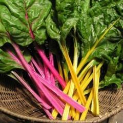 Chard Neon Glow - Renee's Garden - Image 4
