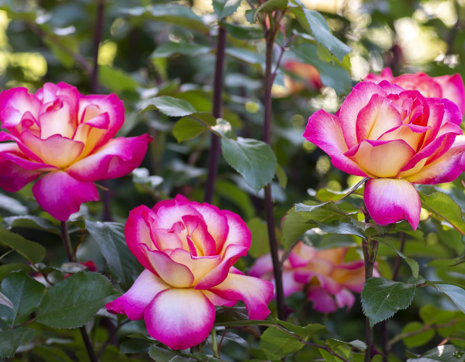 Rainbow Sorbet™ - Star Roses and Plants - Image 2