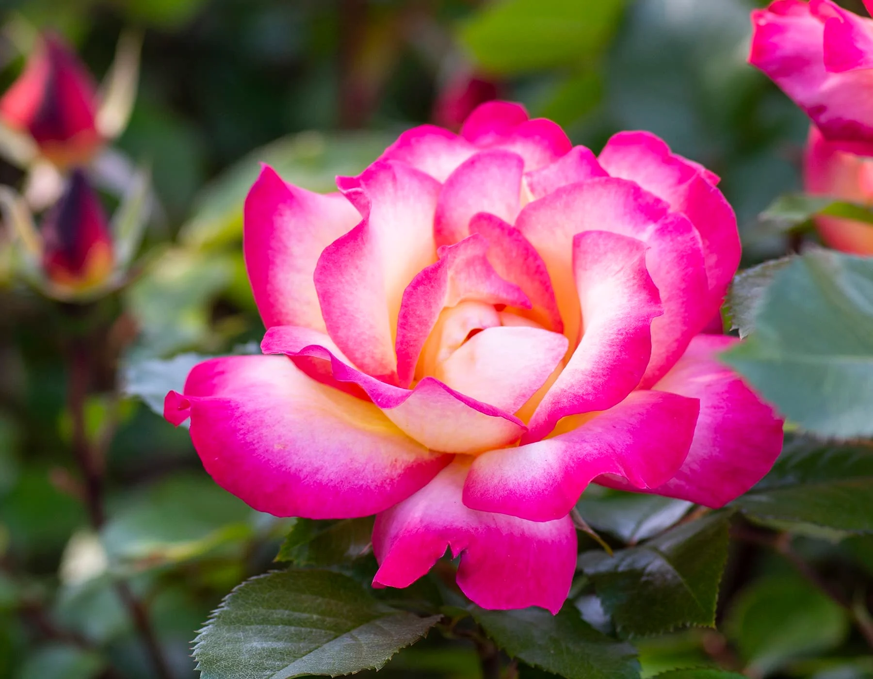 Rainbow Sorbet™ - Star Roses and Plants - Image 3