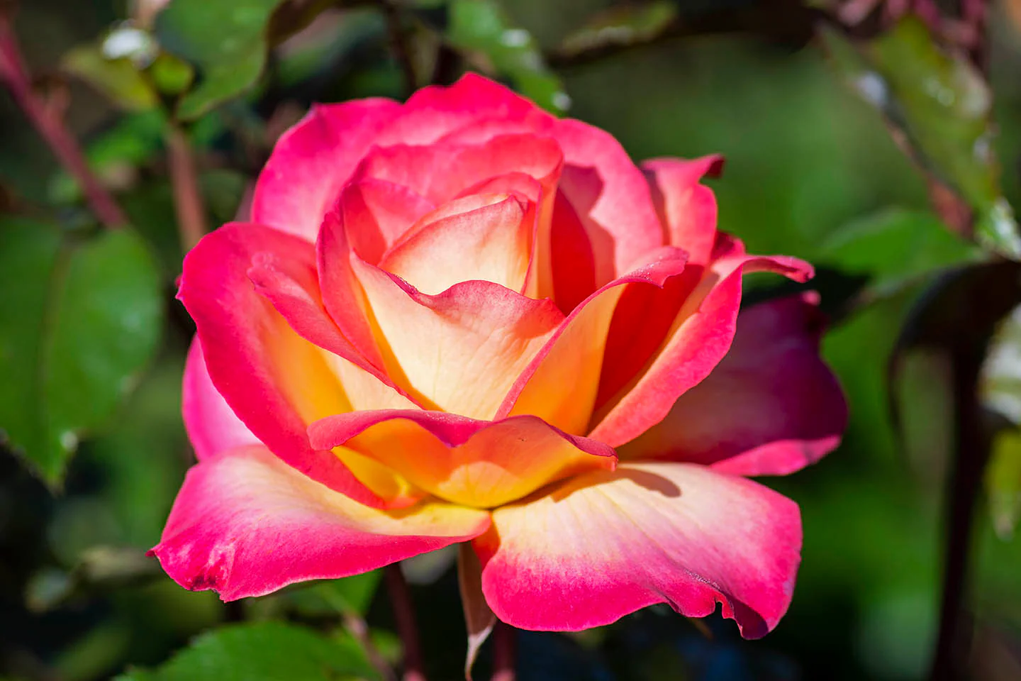 Rainbow Sorbet™ - Star Roses and Plants - Image 4